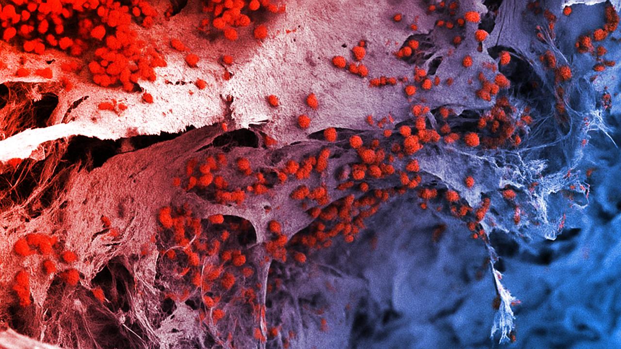 A laborban növesztett emberi vérkészlet forradalmasíthatja az ellátást