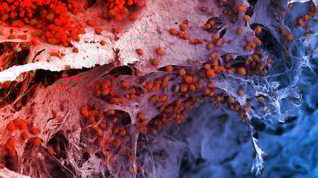 A laborban növesztett emberi vérkészlet forradalmasíthatja az ellátást