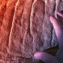 A lenyűgözően épen maradt dinoszauruszmúmiák átírják Wyoming történelmét