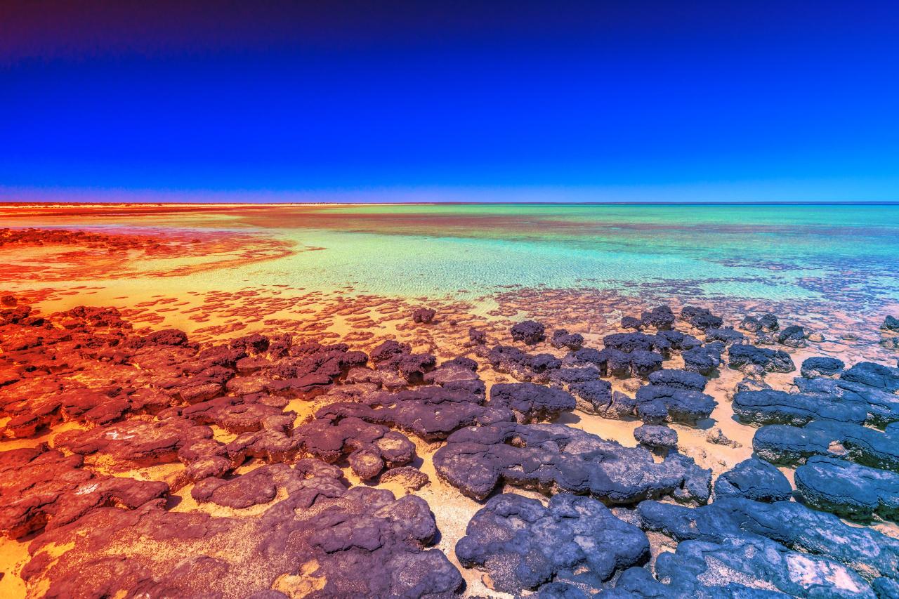 A mesterséges intelligencia nyomra bukkan: ilyen ősi a fotoszintézis