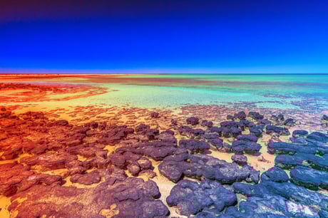 A mesterséges intelligencia nyomra bukkan: ilyen ősi a fotoszintézis