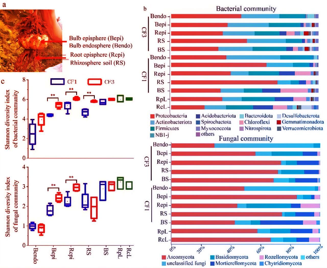 A mikrobák okos koktéljai átírják a növényvédelem szabályait