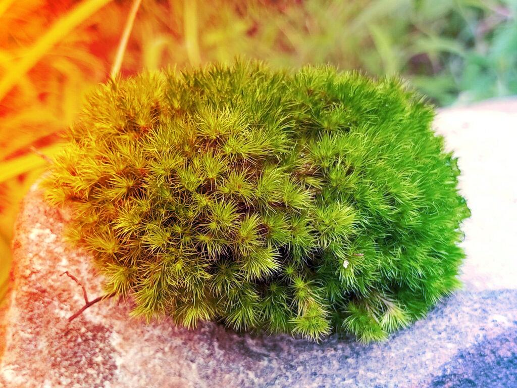 A moha kilenc hónapig túlélte a világűr könyörtelen környezetét