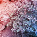 A sivatag fenegyereke: így ver túl mindenkit a Halál-völgy cserjéje