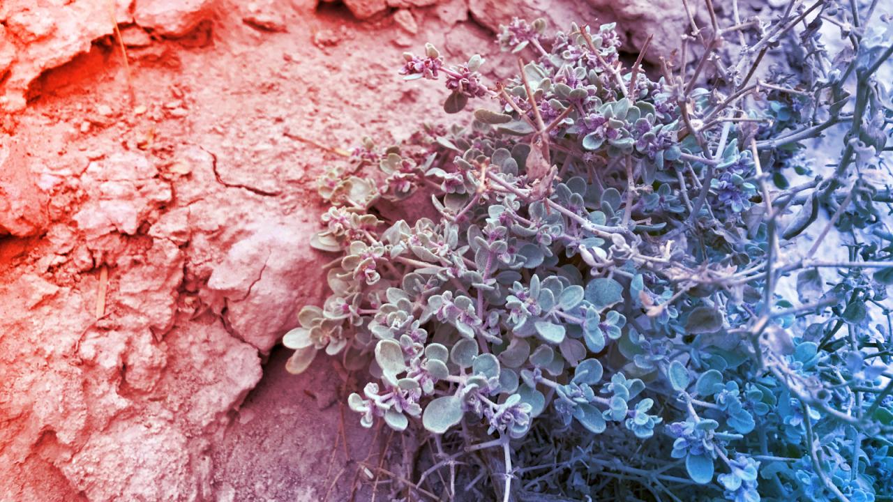 A sivatag fenegyereke: így ver túl mindenkit a Halál-völgy cserjéje