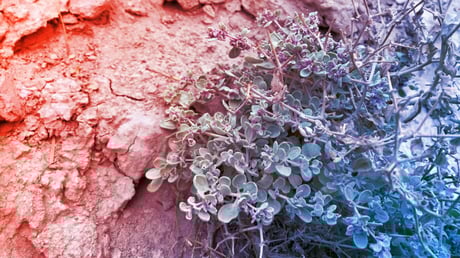 A sivatag fenegyereke: így ver túl mindenkit a Halál-völgy cserjéje