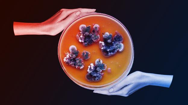 A sugárzást faló titokzatos fekete gomba