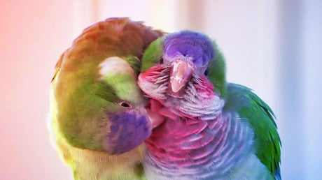 A tartós barátság kulcsa: ezt tanítják a papagájok