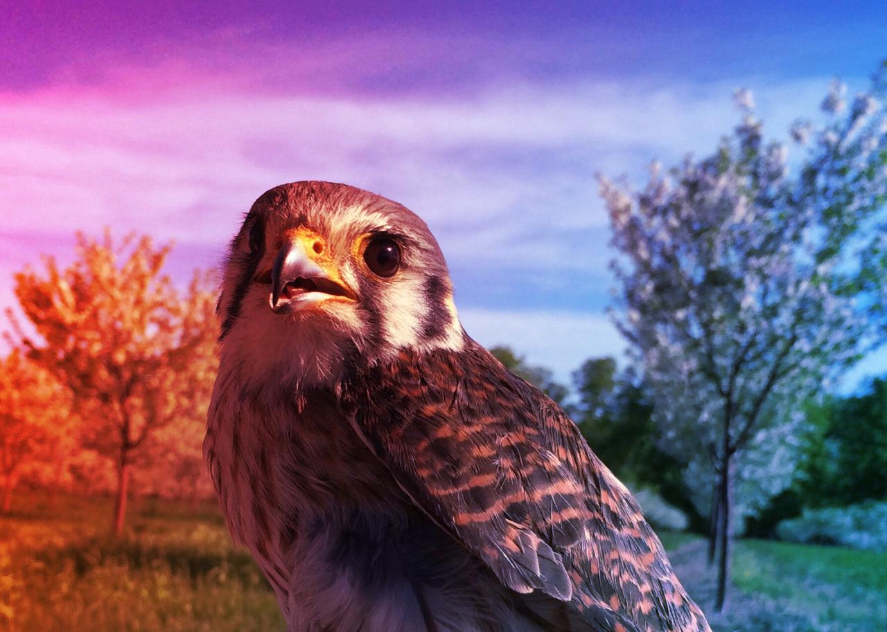 A vércsék veszik fel a harcot a seregélyek ellen a cseresznyéért