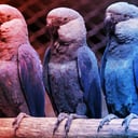 A vírus pecsételte meg az utolsó kék ara sorsát