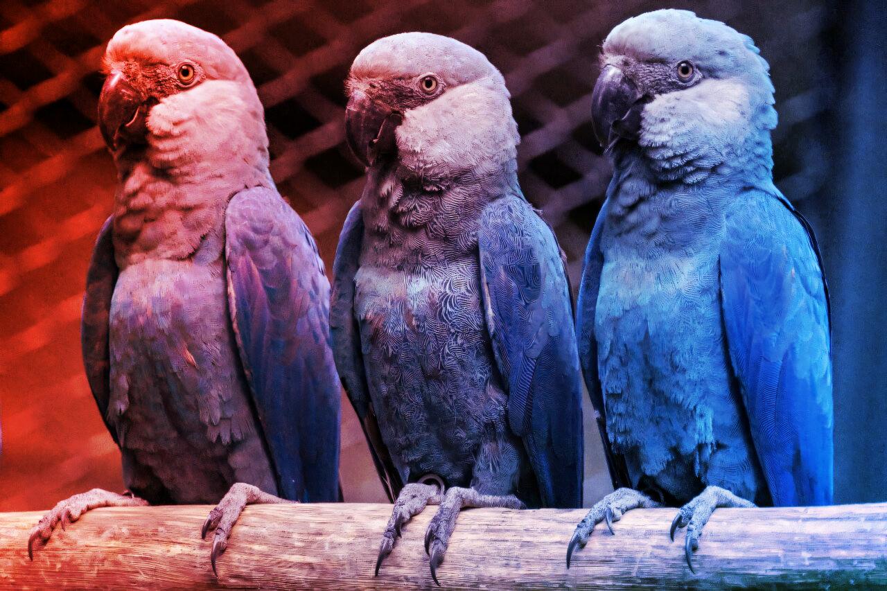 A vírus pecsételte meg az utolsó kék ara sorsát