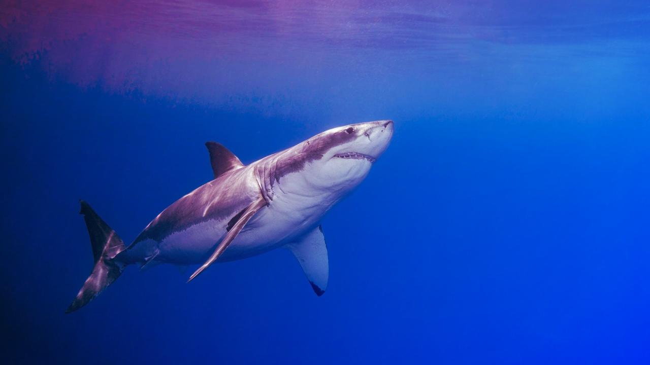Amikor az állatvilág trükkösen félrevezeti az érzékelést