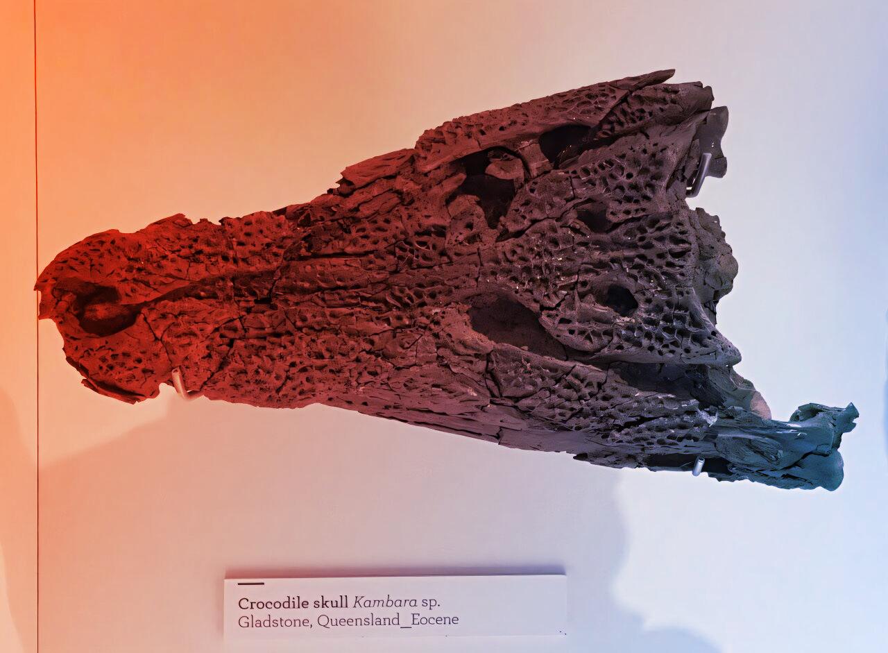 Az 55 millió éves murgoni krokodiltojáshéjak meglepő titkai