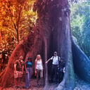 Az afrikai erdők már szénforrások, nem szénnyelők