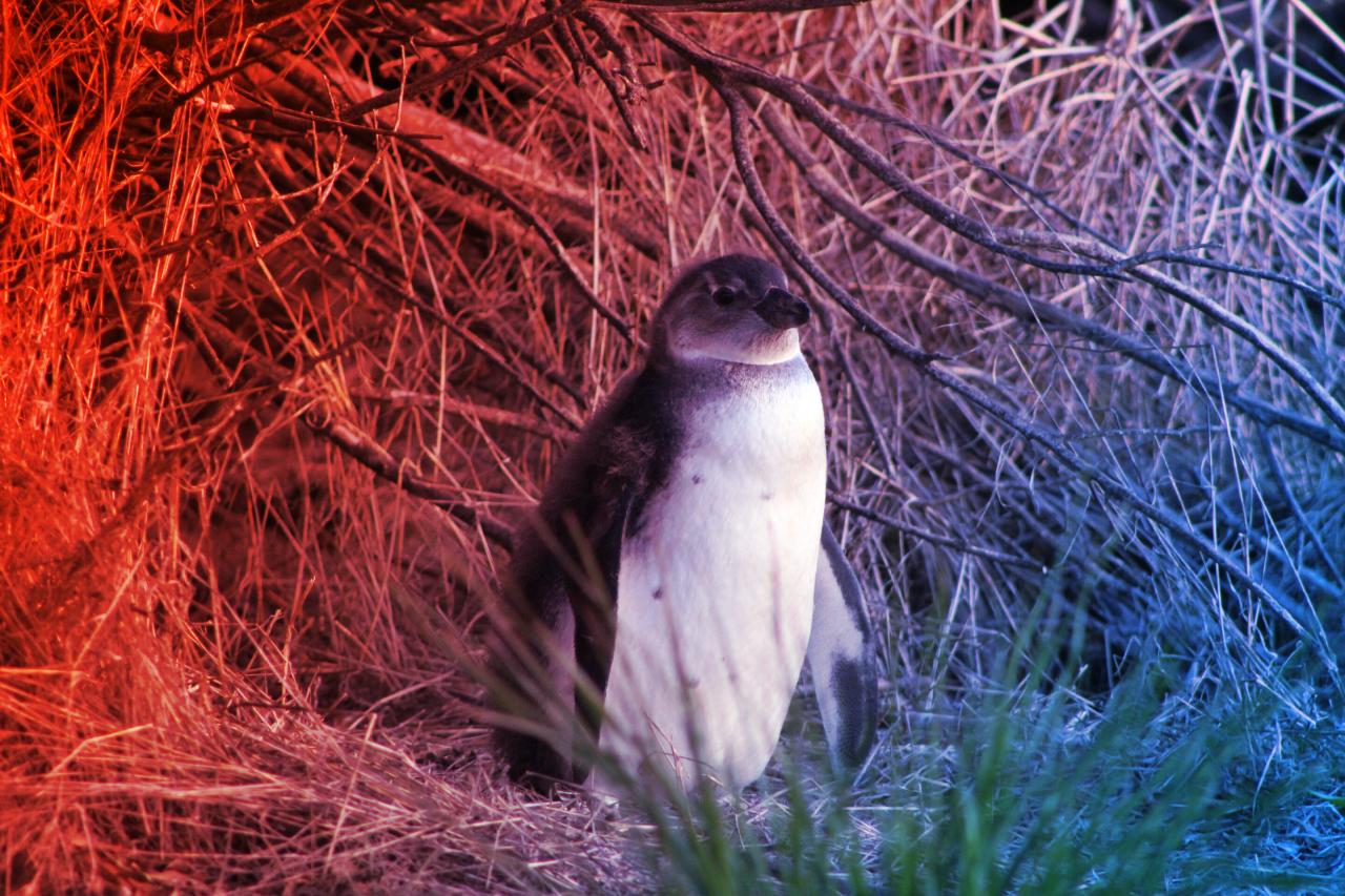 Az afrikai pingvineket a halászat a kihalás szélére sodorja