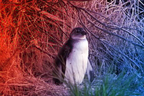 Az afrikai pingvineket a halászat a kihalás szélére sodorja