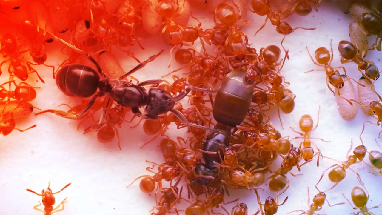 Az álkirálynő vérfürdője: trónharc és árulás a hangyabolyban