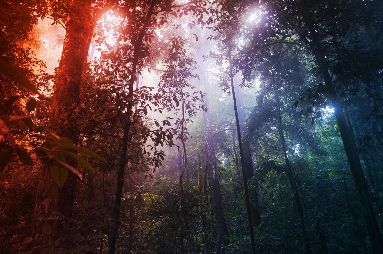 Az Amazonas visszahódítása: most a Google is beszáll