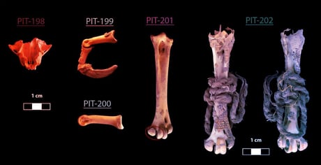 Az Andok kondorai egykor a perui partvidéket uralták