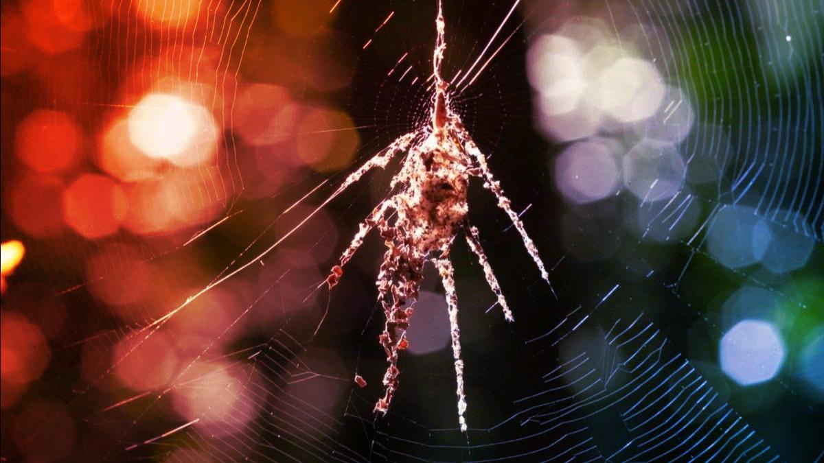 Az apró pókmesterek rémítő óriáspókbábukat emelnek az őserdő mélyén