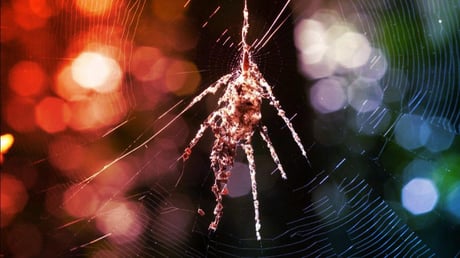 Az apró pókmesterek rémítő óriáspókbábukat emelnek az őserdő mélyén