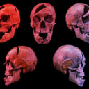 Az Aranyvér bosszúja: Egy 700 éves királyi gyilkosság megfejtve