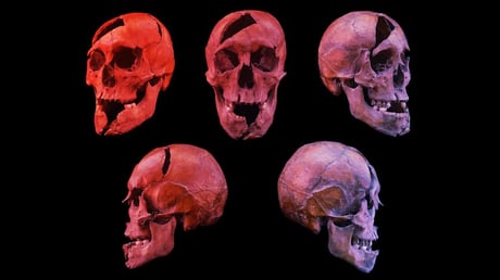 Az Aranyvér bosszúja: Egy 700 éves királyi gyilkosság megfejtve