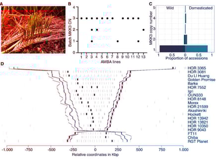 Az árpatermesztés titkos ellensége: a túl korai csírázás