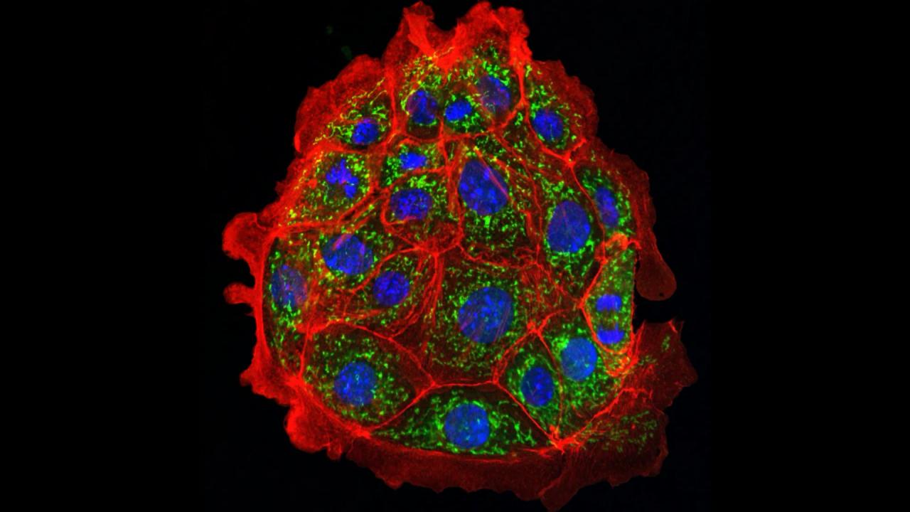 Az áttörés küszöbén? Akut vesekárosodást fordítottak vissza egerekben