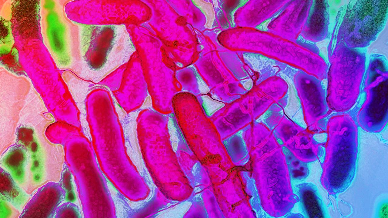 Az E. coli színforradalma: szivárványszövet a laborból