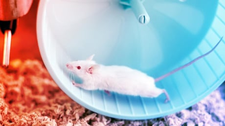 Az edzés agyserkentő ereje vérrel is átadható