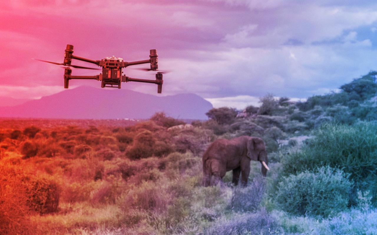 Az elefántok új szövetségesei: drónok harca a túlélésért
