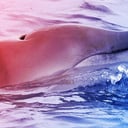 Az első élő agyaras bálna: szenzáció Mexikó partjainál