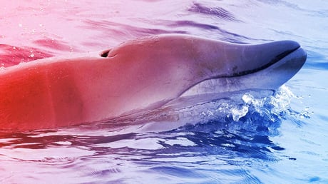 Az első élő agyaras bálna: szenzáció Mexikó partjainál