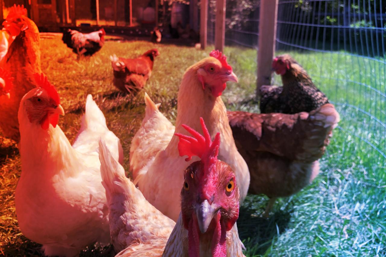 Az első emberi áldozat: lecsapott a ritka H5N5 madárinfluenza