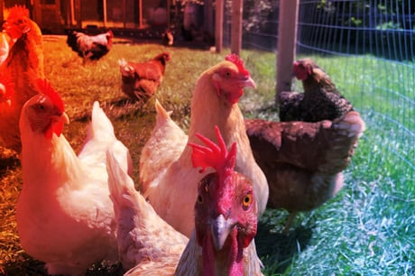 Az első emberi áldozat: lecsapott a ritka H5N5 madárinfluenza