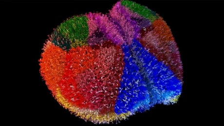 Az első igazi virtuális agy: egéragy életre kel szuperszámítógépen