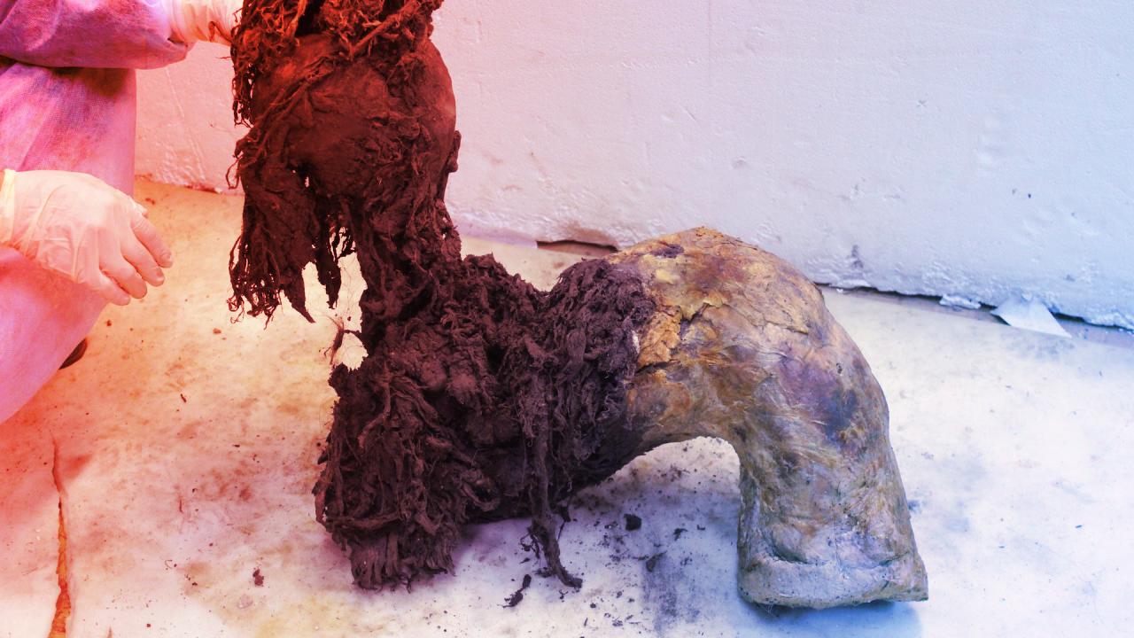 Az első mamut-RNS: megszólalnak az ősi mamut izmai