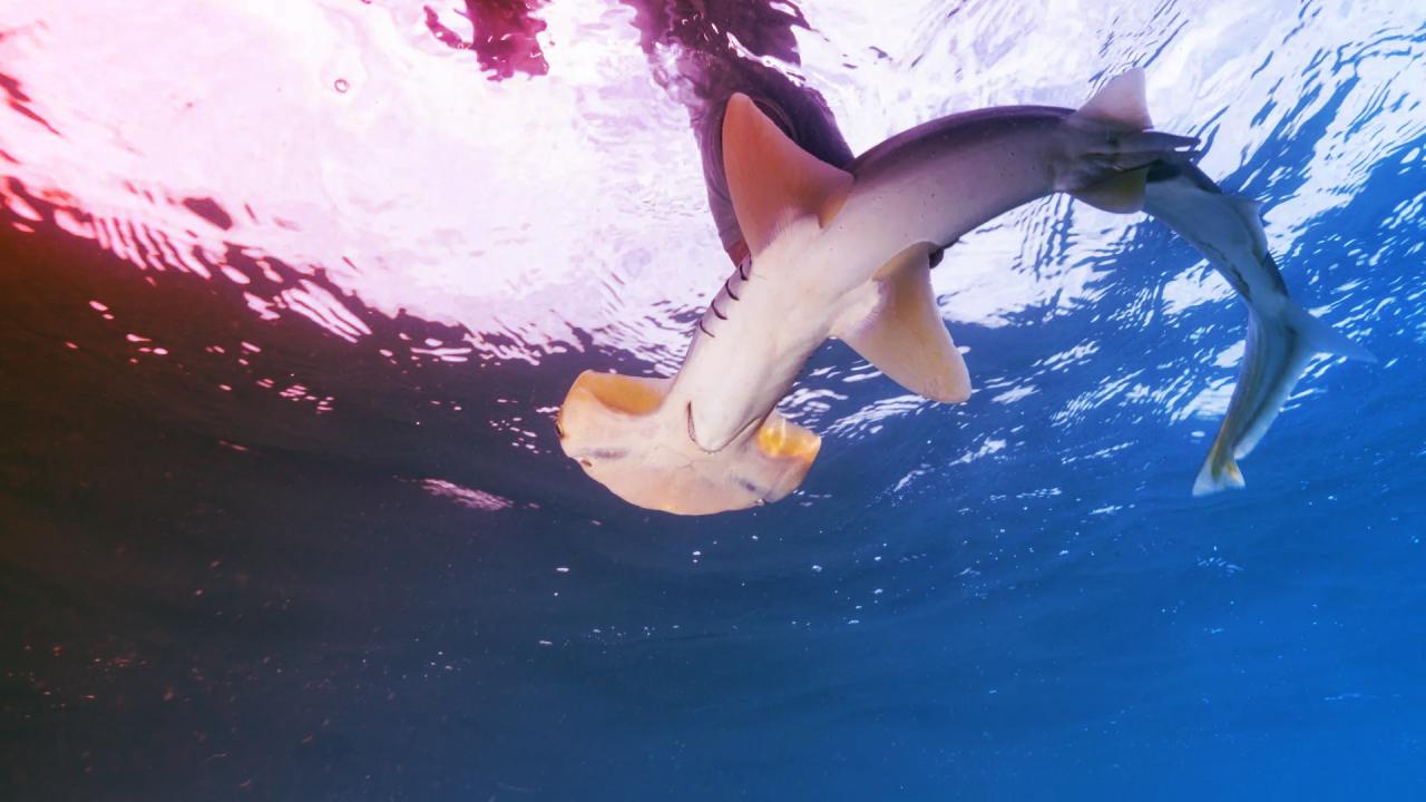 Az elveszett pörölycápák titkait tárja fel a tengervíz DNS-e