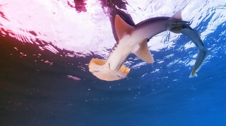 Az elveszett pörölycápák titkait tárja fel a tengervíz DNS-e