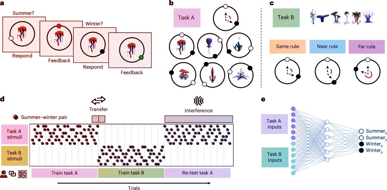 Az ember és az MI hasonlóan tanul: áldás-e a régi tudás?