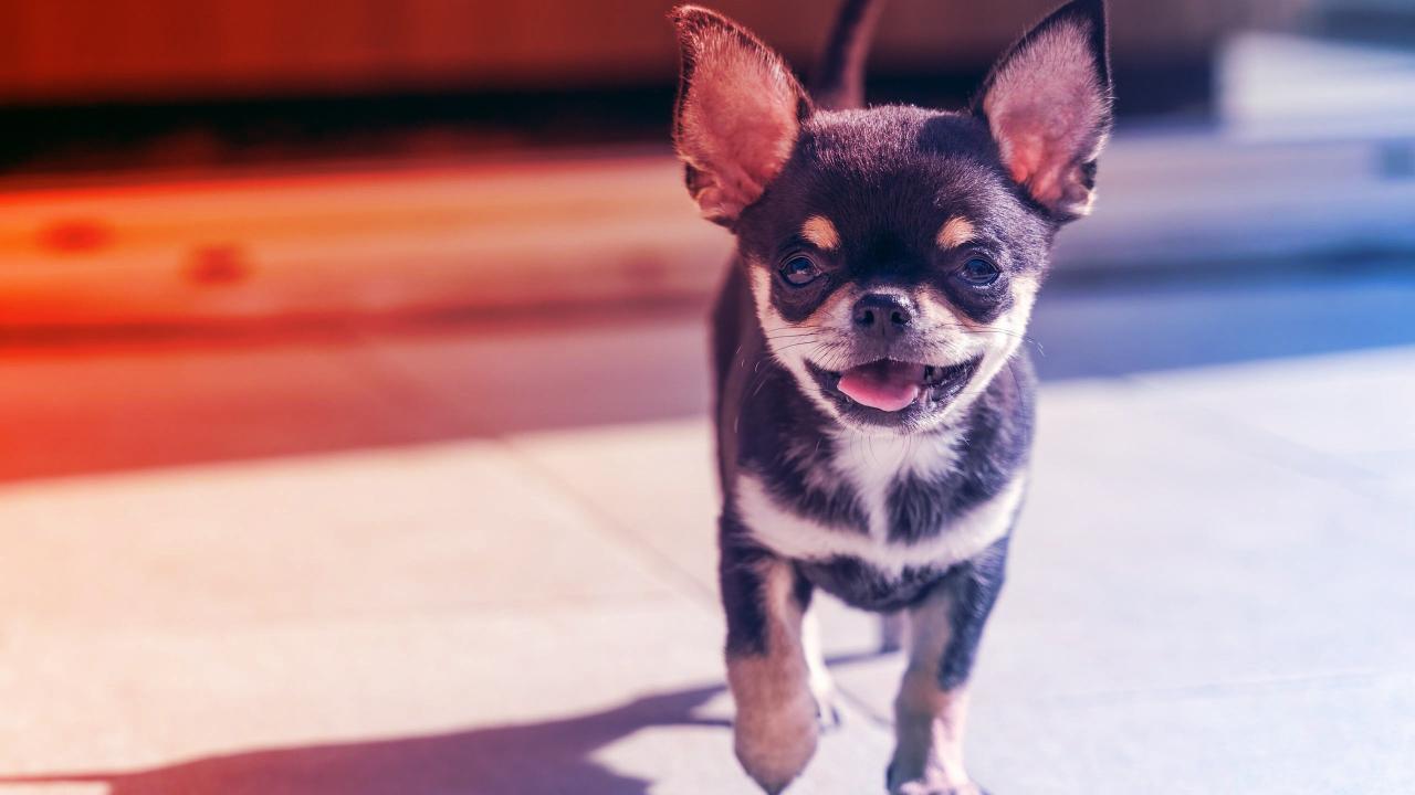 Az ember legjobb barátja mégiscsak farkas maradt?