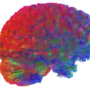 Az emberi agy öt szédítő korszakon át alakul