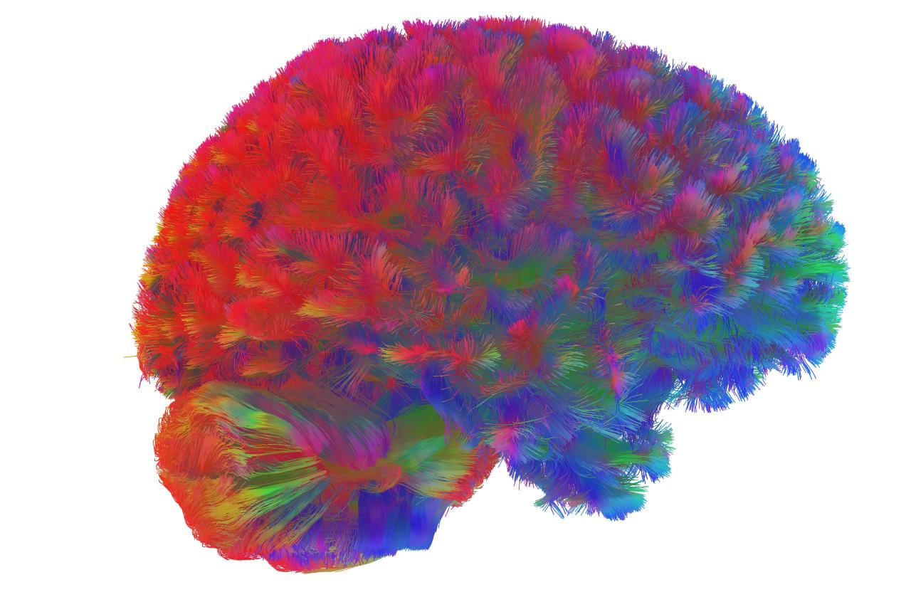 Az emberi agy öt szédítő korszakon át alakul