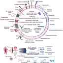 Az emberi vér rejtett üzeneteit végre megfejtették
