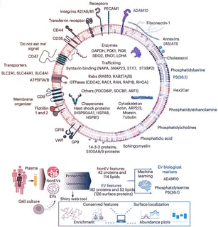 Az emberi vér rejtett üzeneteit végre megfejtették
