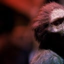 Az emberiség anyja, Lucy: a lelet, amely mindent átírt