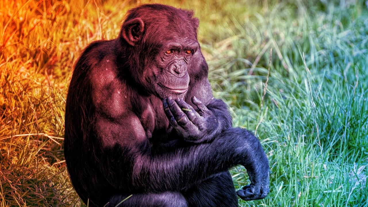 Az emberszabásúak józan esze: tényleg majdnem olyanok, mint mi?