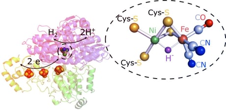 Az enzimek titka: így zajlik valójában a hidrogéntermelés