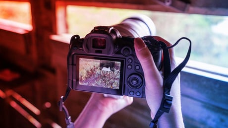 Az EOS R6 Mark II a természetfotózás belépőjegye